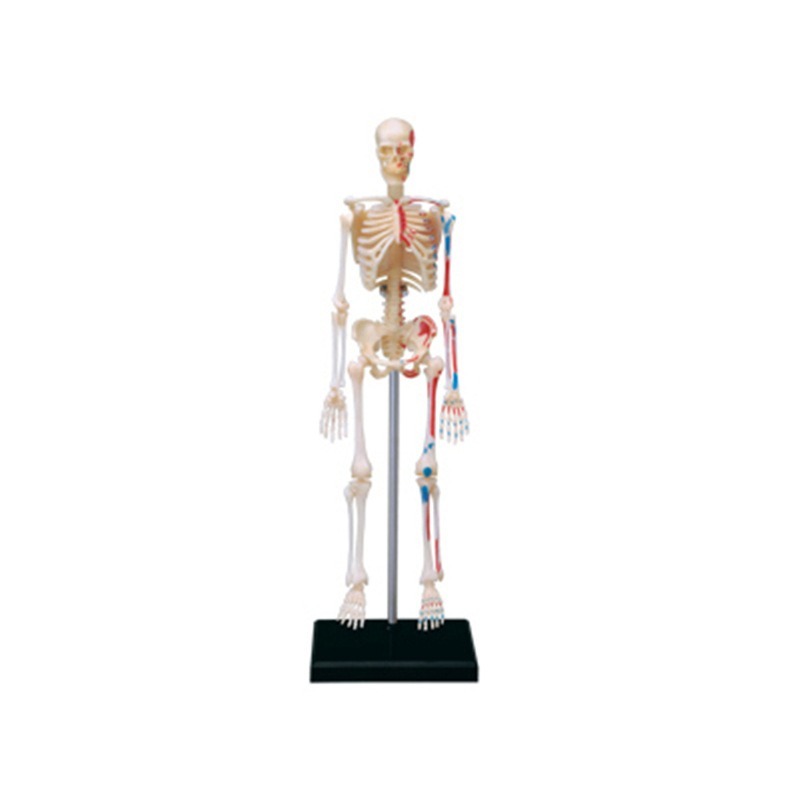 Medical Lab Technology - 4D Menselijk Volledig Skelet Anatomie Model