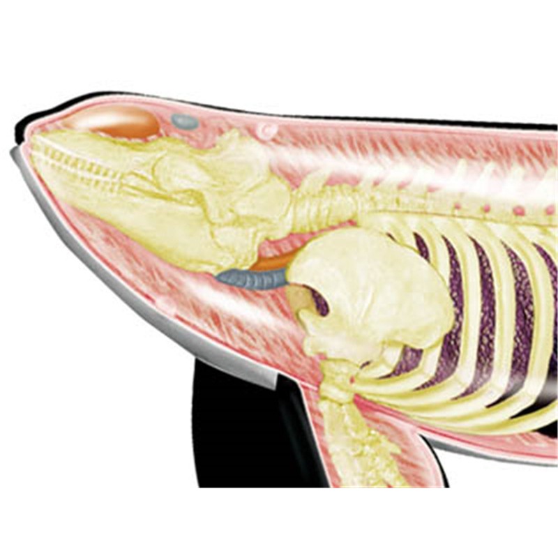 4D Vision Orca Walvis Skelet A - Medical Lab Technology recensie en prijs